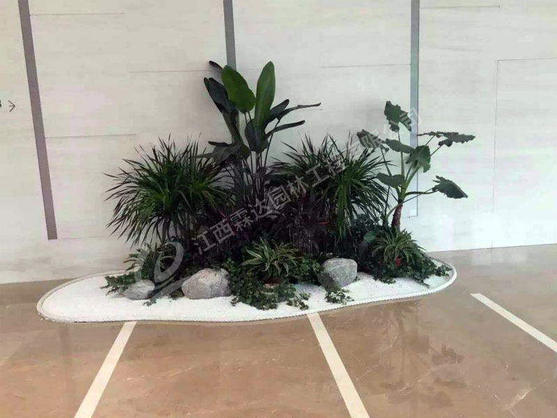 寫字樓大廳植物組合
